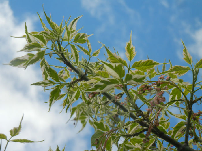 Acer negundo Flamingo (2014, April 20) - Acer negundo Flamingo