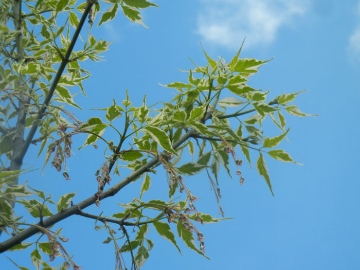 Acer negundo Flamingo (2014, April 20)