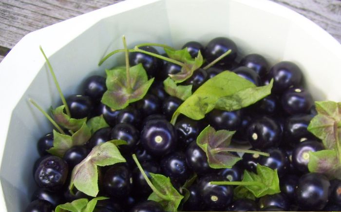 Jaltomata procumbens - a-alte seminte rare