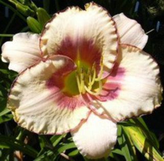 Chicagopicoteememories - Hemerocallis comanda Dianadia