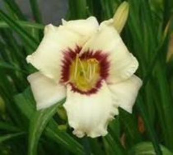 Pandora Box - Hemerocallis comanda Dianadia