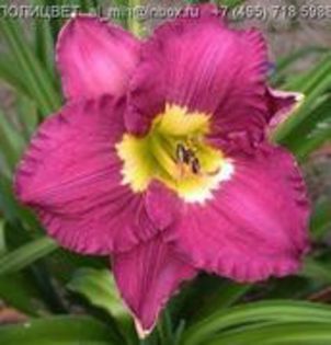 Silent Sentry - Hemerocallis comanda Dianadia