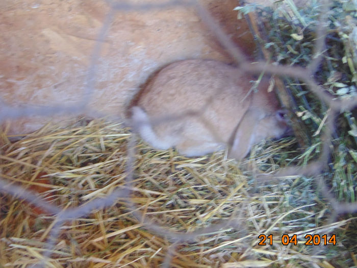 DSC01369 - ACHIZITII 2014 iepurii