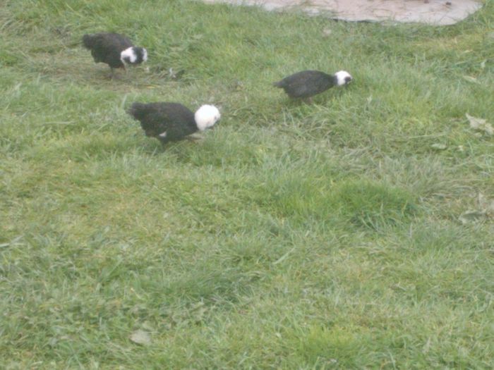 TINERET 2014 LA PASCUT