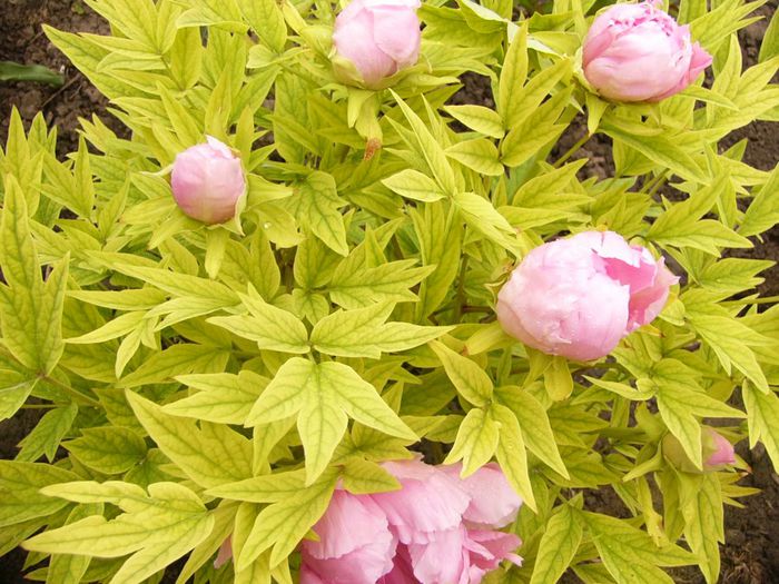 Paeonia-arbustiv-
