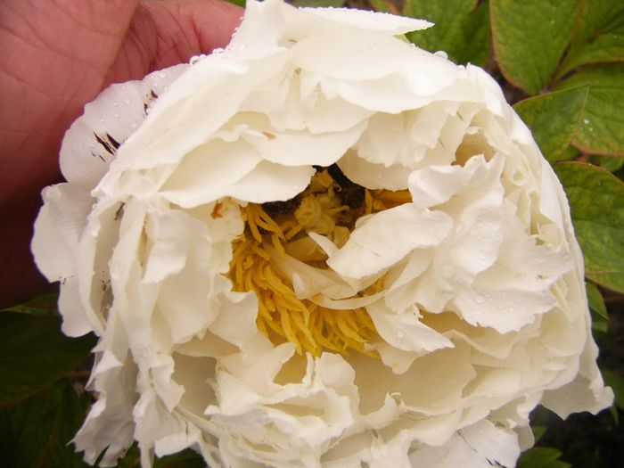 P1200285