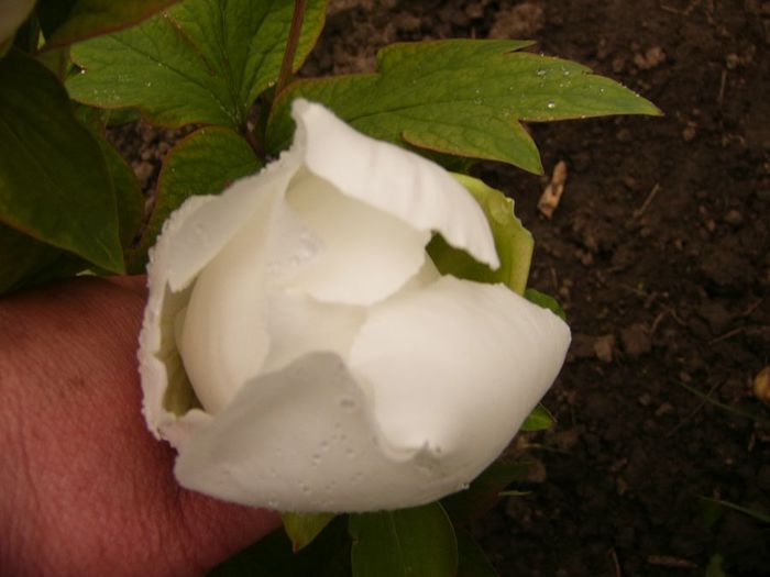 P1200290