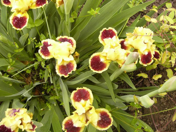 Iris pumila