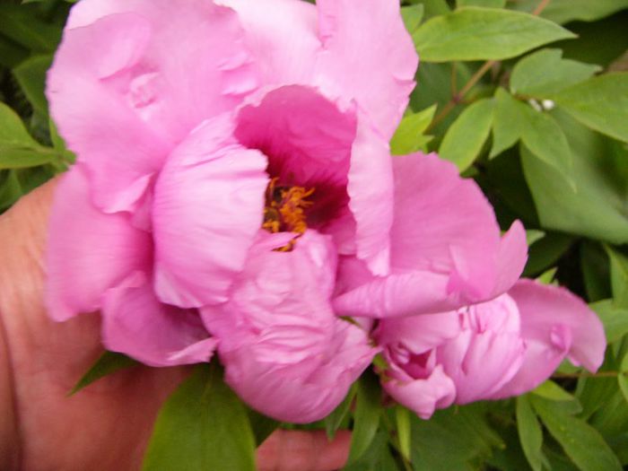 P1200330