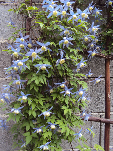 DSC03284 - 1 Clematite 2014