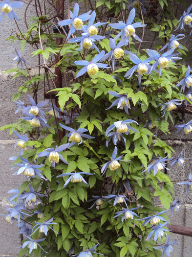 DSC03285 - 1 Clematite 2014
