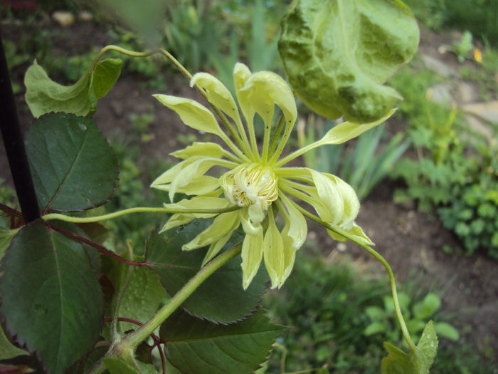 DSC03225 - 1 Clematite 2014