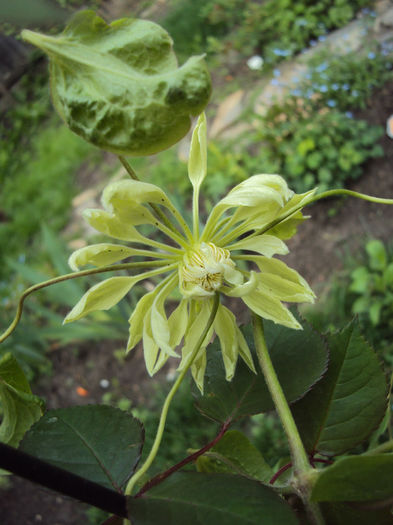 DSC03226 - 1 Clematite 2014