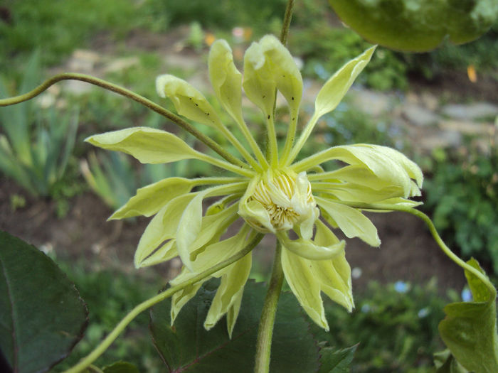 DSC03227 - 1 Clematite 2014