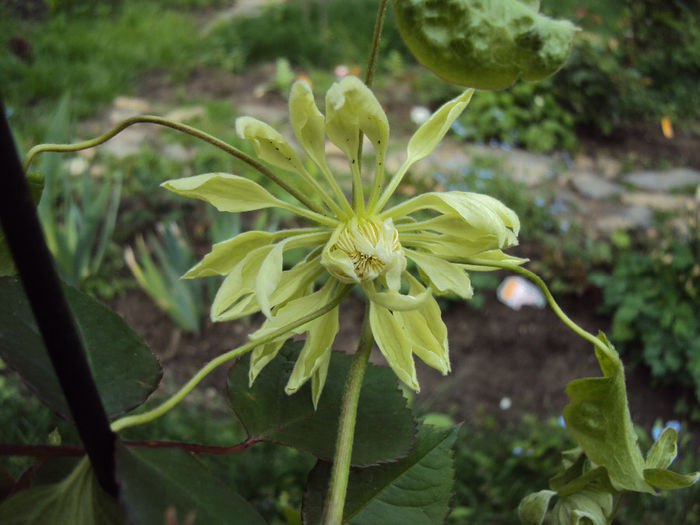 DSC03228 - 1 Clematite 2014