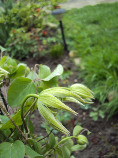 DSC03230 - 1 Clematite 2014