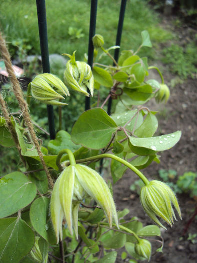 DSC03231 - 1 Clematite 2014