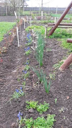 037 - flori de gradina 2014