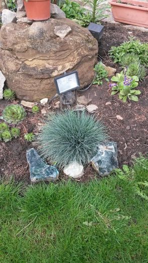 048 - flori de gradina 2014