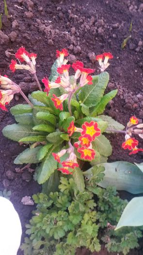 052 - flori de gradina 2014