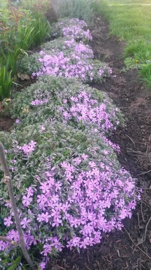 059 - flori de gradina 2014