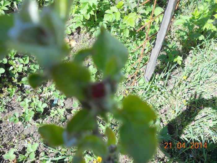DSCN4702 - Oituz 2014