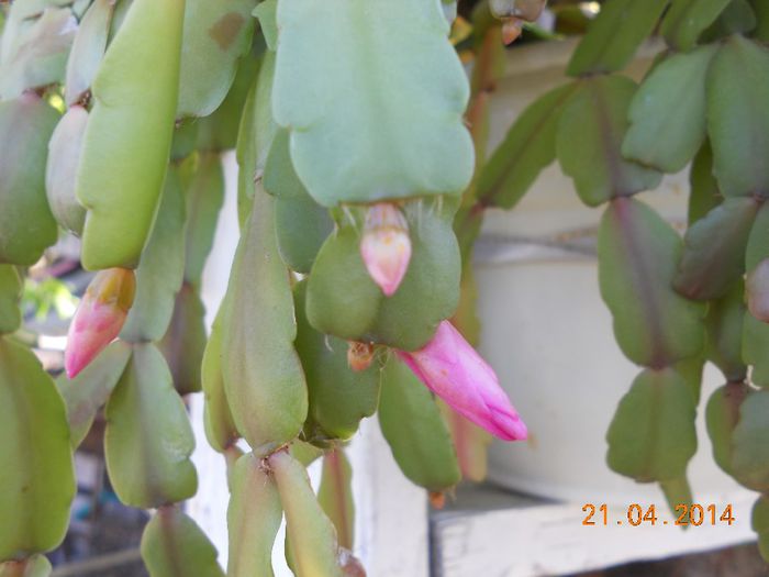 DSCN4708