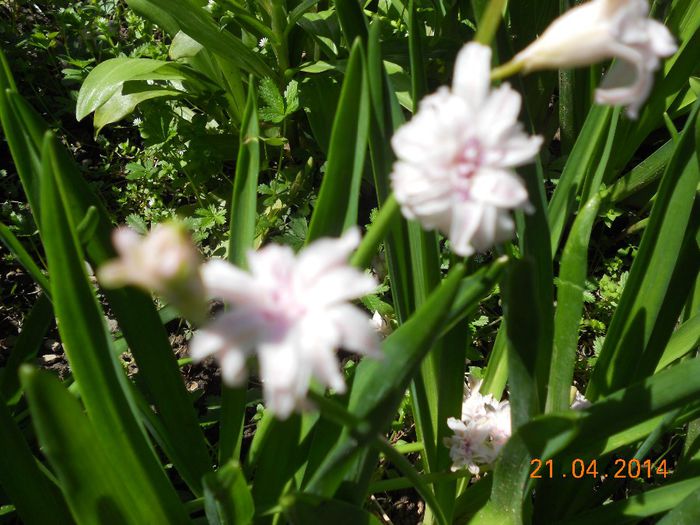 DSCN4710