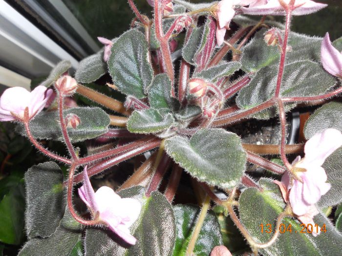 DSCN4686 - Violete 2012-2013-2014-2015