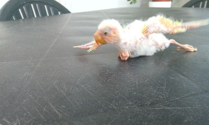 PUI KAKARIKI - PAPAGALI KAKARIKI