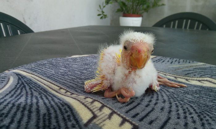 KAKARIKI - PAPAGALI KAKARIKI