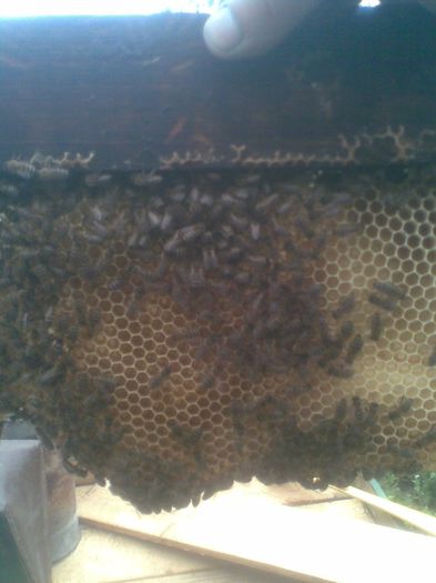 fagur natural - apicultura 2014