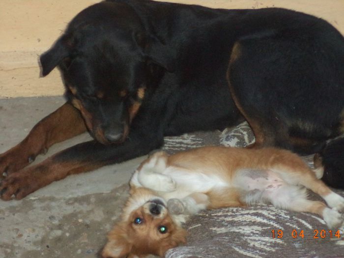 billy 1an - Cateii mei dragi