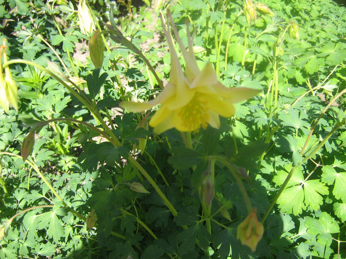 primele flori de caldaruse 001 - In gradina mea