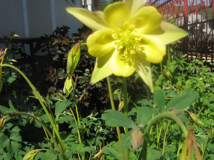 primele flori de caldaruse 004 - In gradina mea