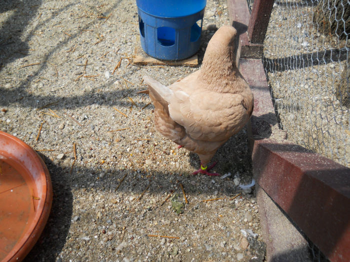 DSCN5576 - 2 Porumbeii King