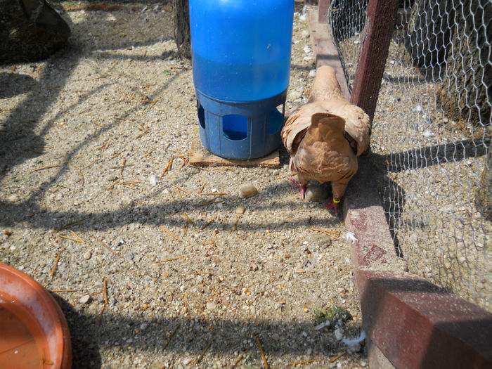 DSCN5577 - 2 Porumbeii King