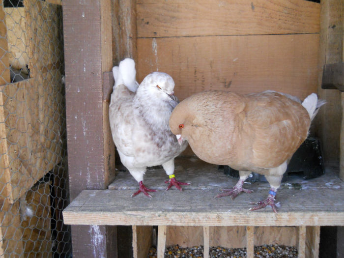 DSCN5599 - 2 Porumbeii King