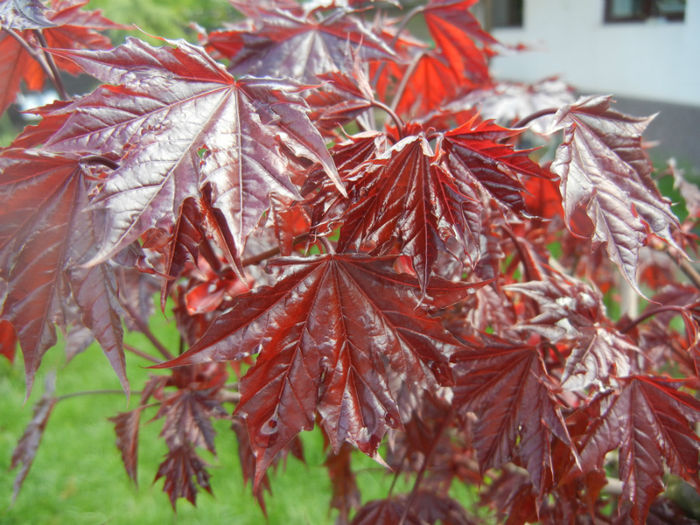 Acer Crimson Sentry (2014, April 20) - Acer Crimson Sentry