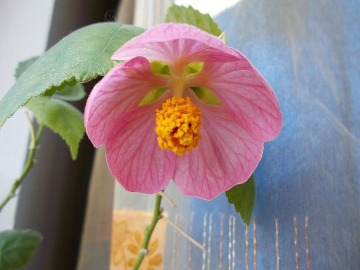 DSCN0068 - Abutilon