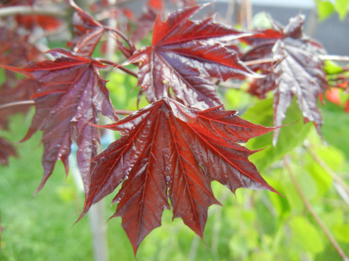 Acer Crimson Sentry (2014, April 20) - Acer Crimson Sentry