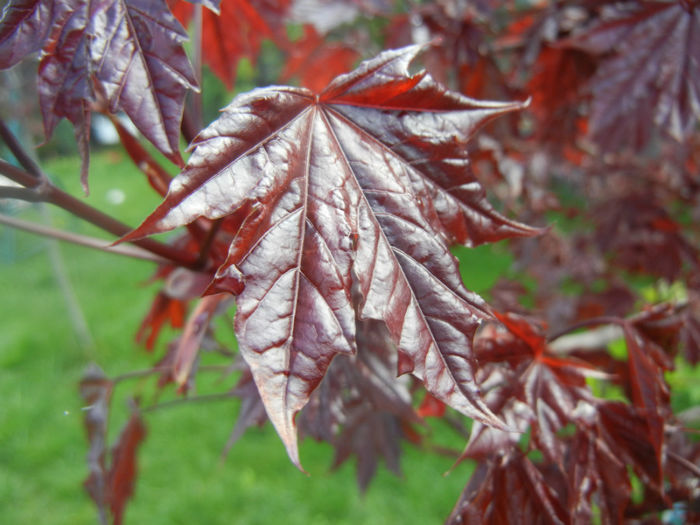 Acer Crimson Sentry (2014, April 20)