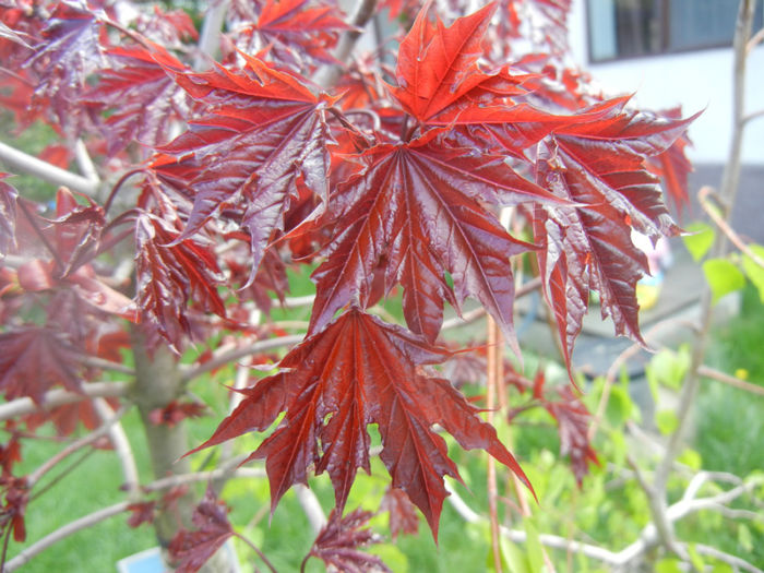 Acer Crimson Sentry (2014, April 20)