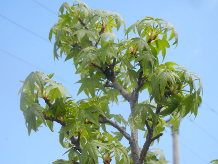 Liquidambar styraciflua (2014, April 20)