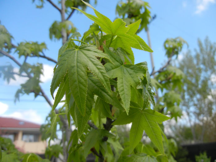Liquidambar styraciflua (2014, April 20)