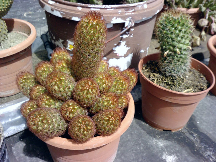 26 - Cactusi - 2014