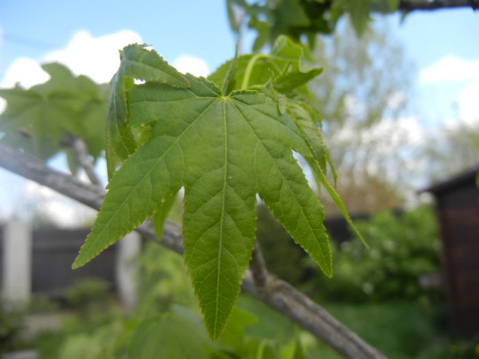 Liquidambar styraciflua (2014, April 20)