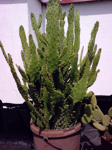 31 - Cactusi - 2014