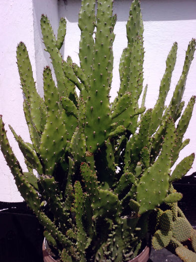 33 - Cactusi - 2014