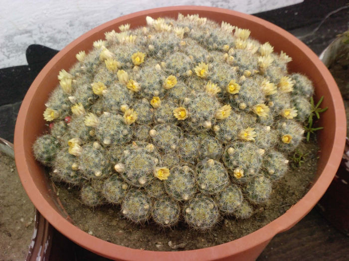 34 - Cactusi - 2014
